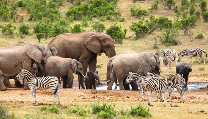 پارک ملی آدو الفنت پارک ملی آدو الفنت